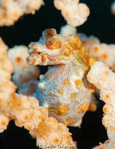 The mother of Pygmy seahorse gives eggs to the father's p... by Reiko Takahashi 
